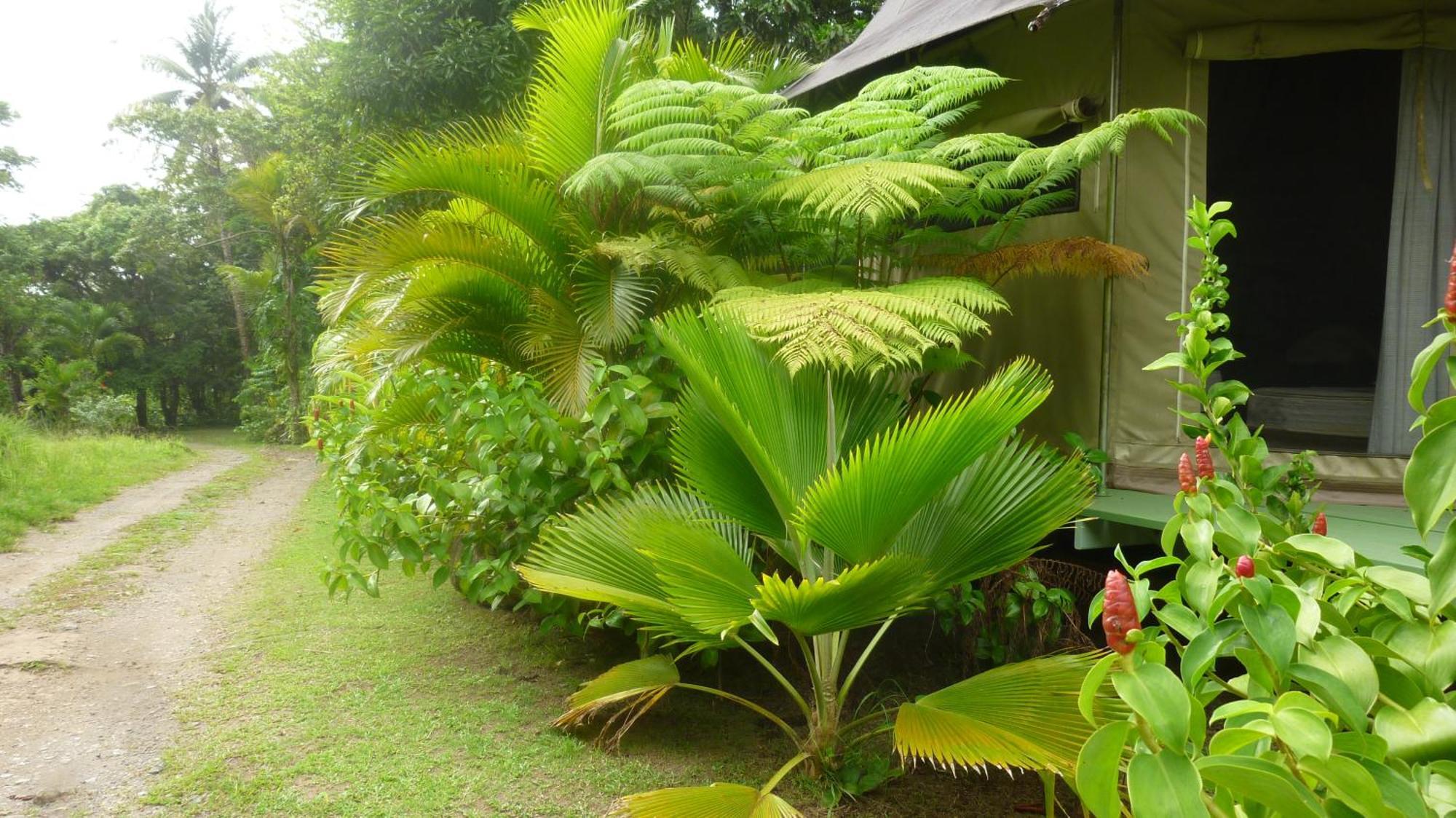Citrus Creek Plantation Villa La Plaine Rum bild